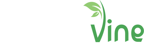 Website Design and Hosting - The Graphic Vine